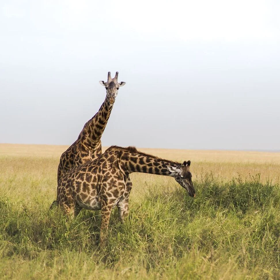 big cats safari giraffe