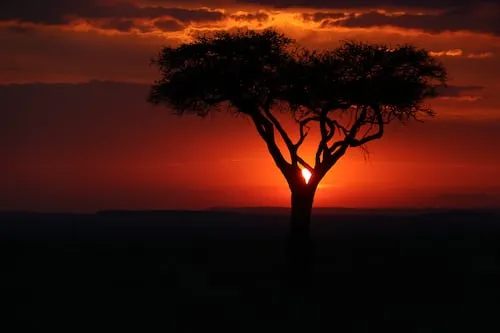 Masai Mara at Golden hours