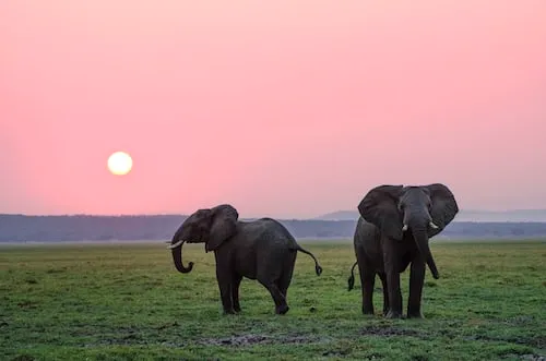 African Elephants in golden hours