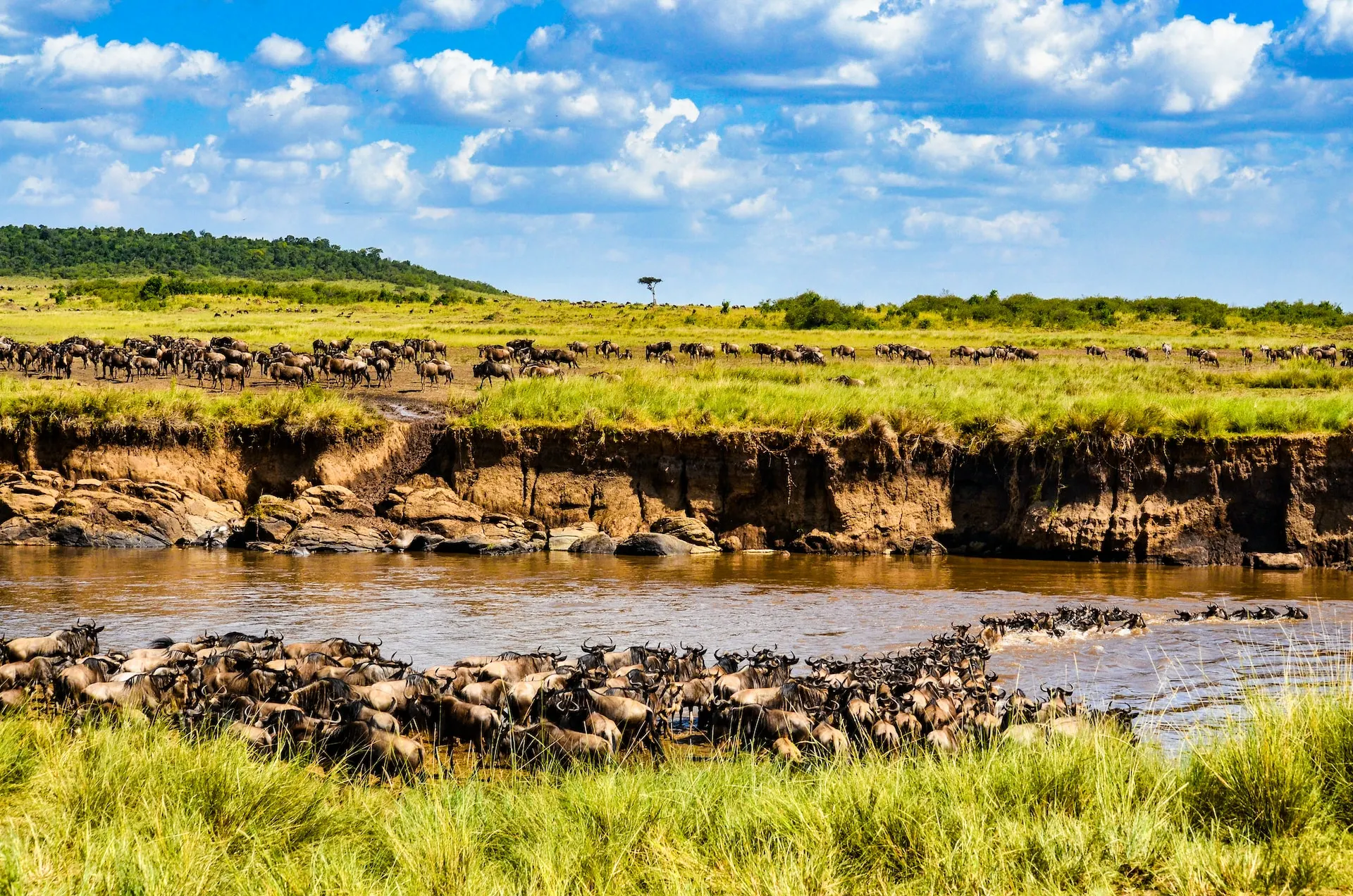 mara river crossing wildebeest