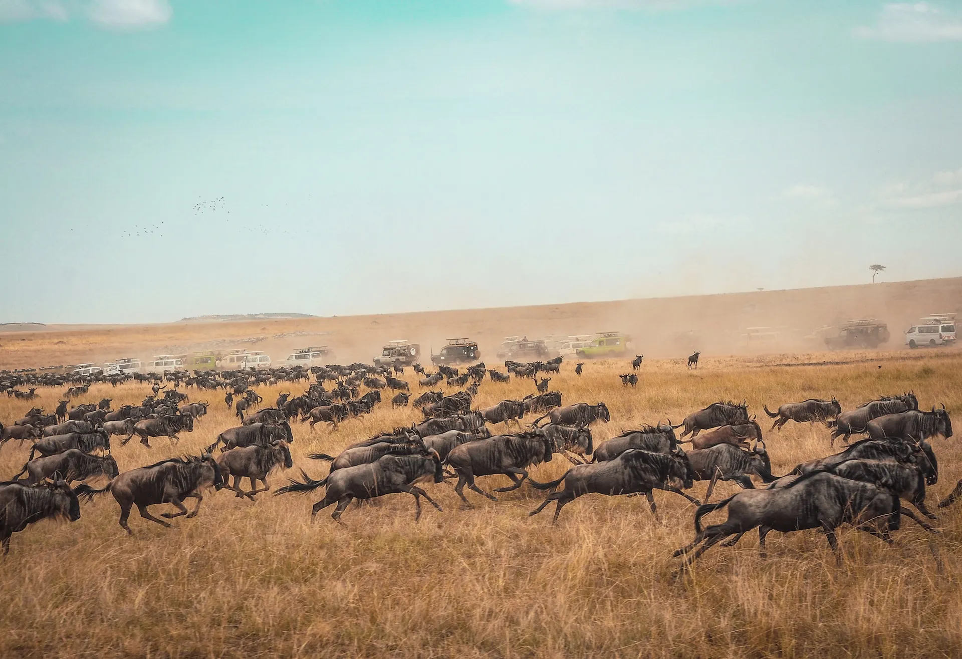 migration of wildebeest migration of wildebeest