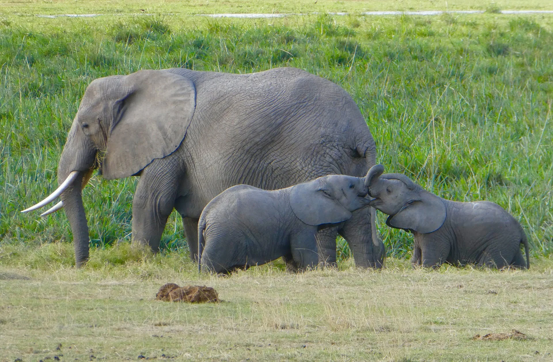 Calves of African Elephant