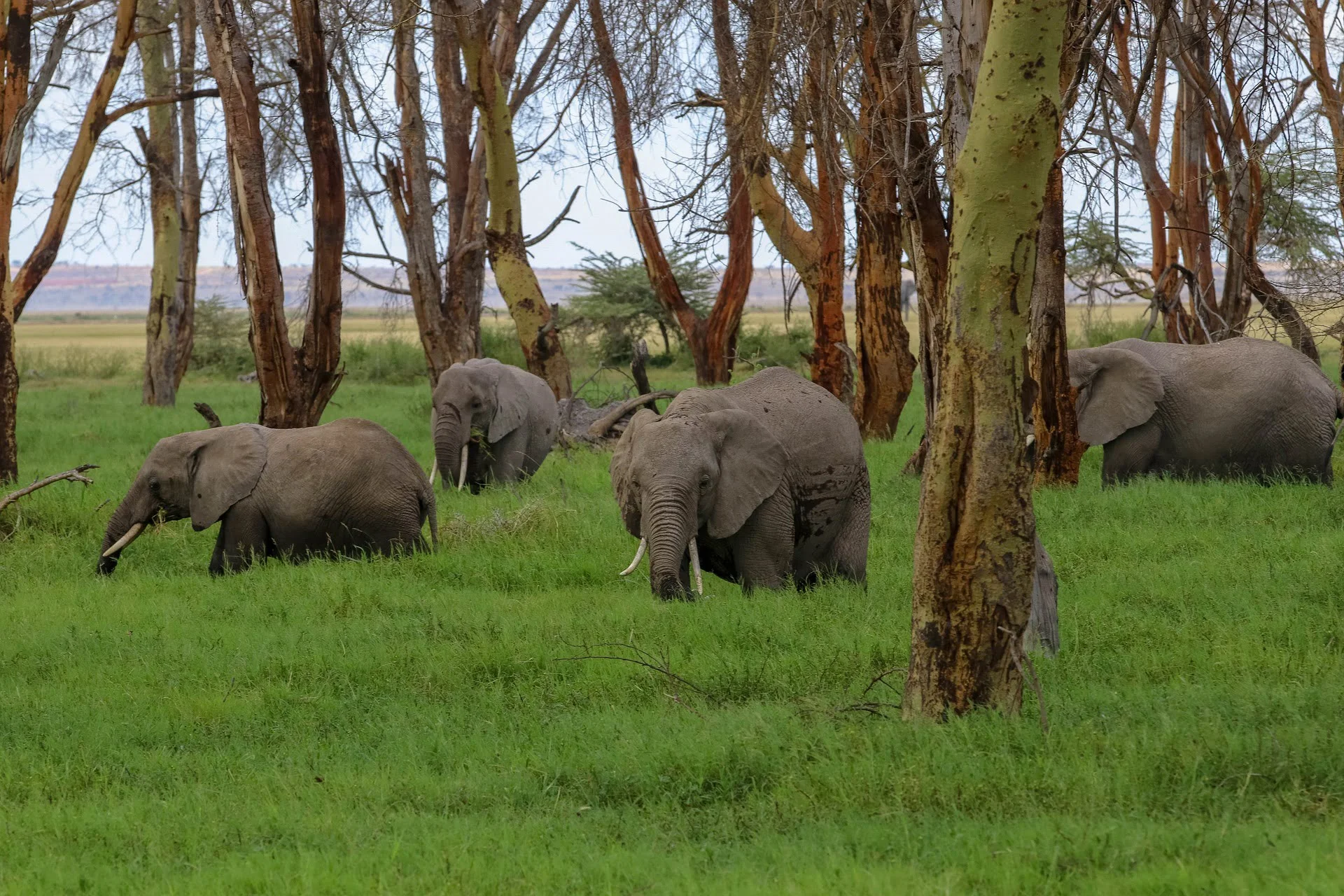 Herd of African Elephant in Amboseli