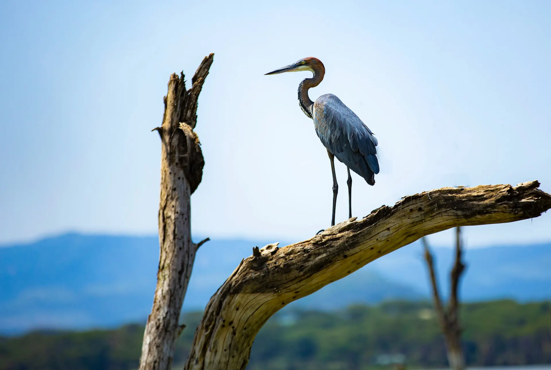 Amboseli BIrds