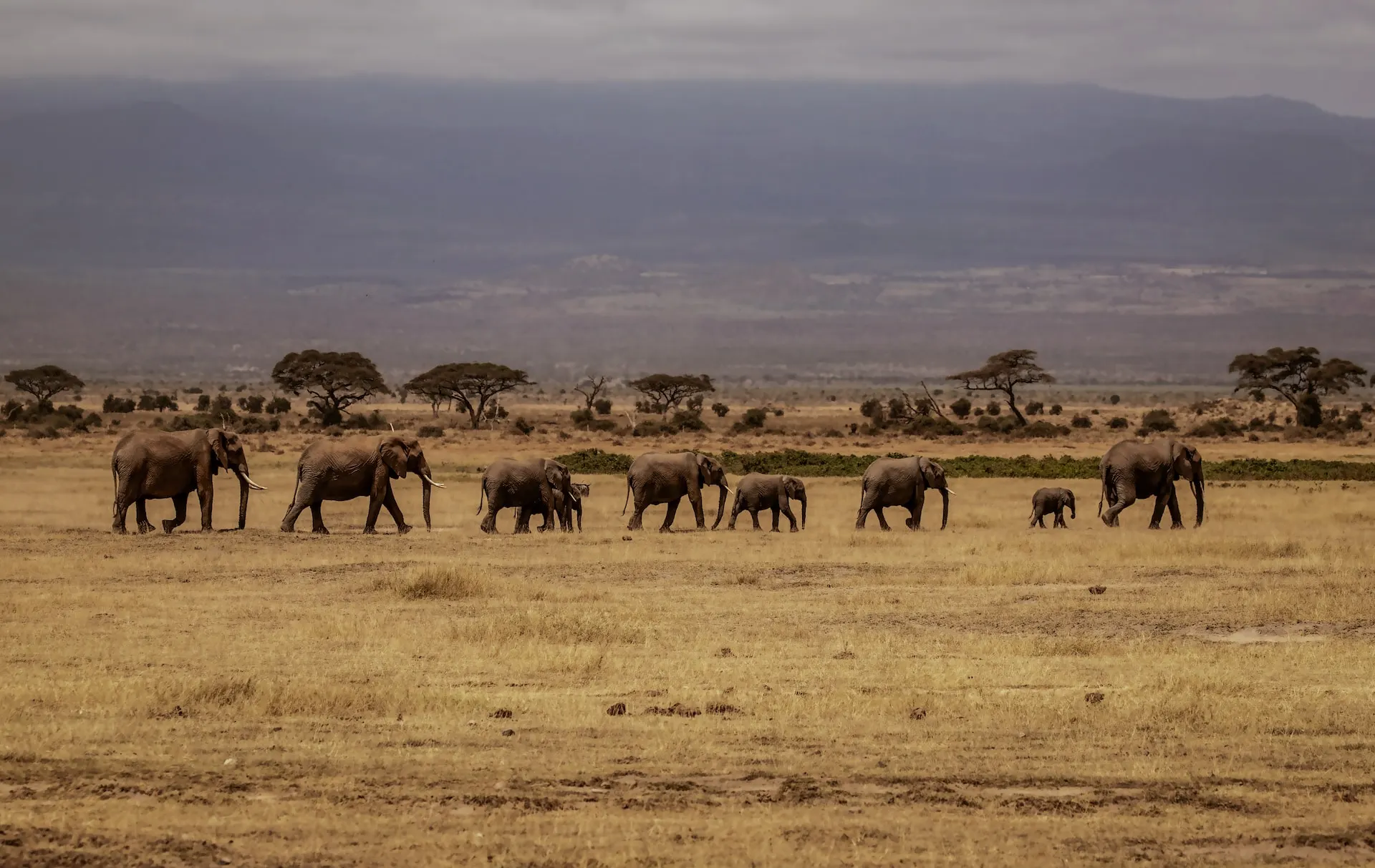 African Elephant in amboseli