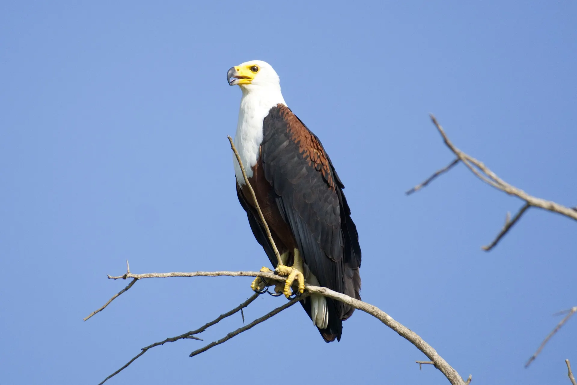 African Fish Eagle Vocalization