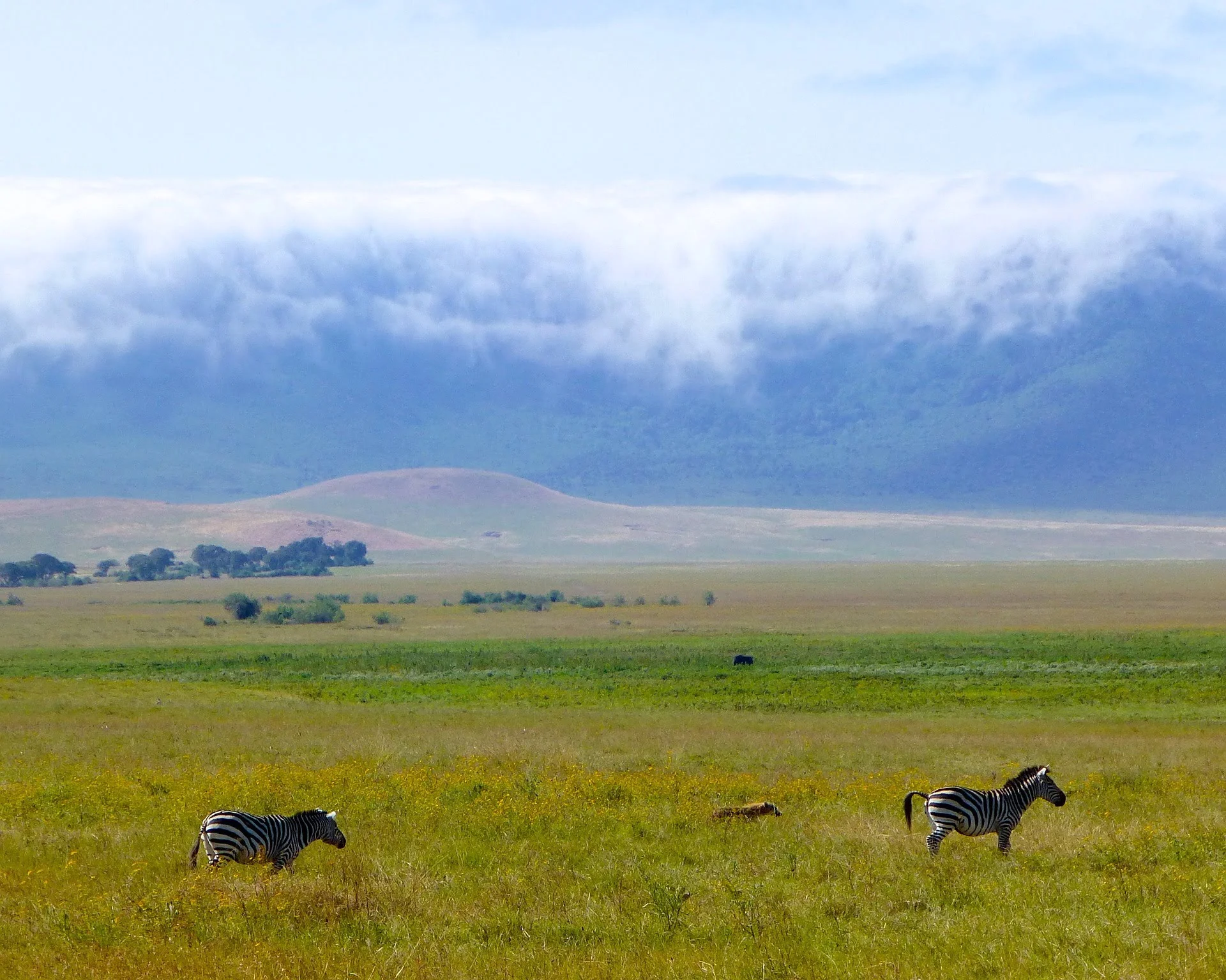 Tanzania Sky Zebra