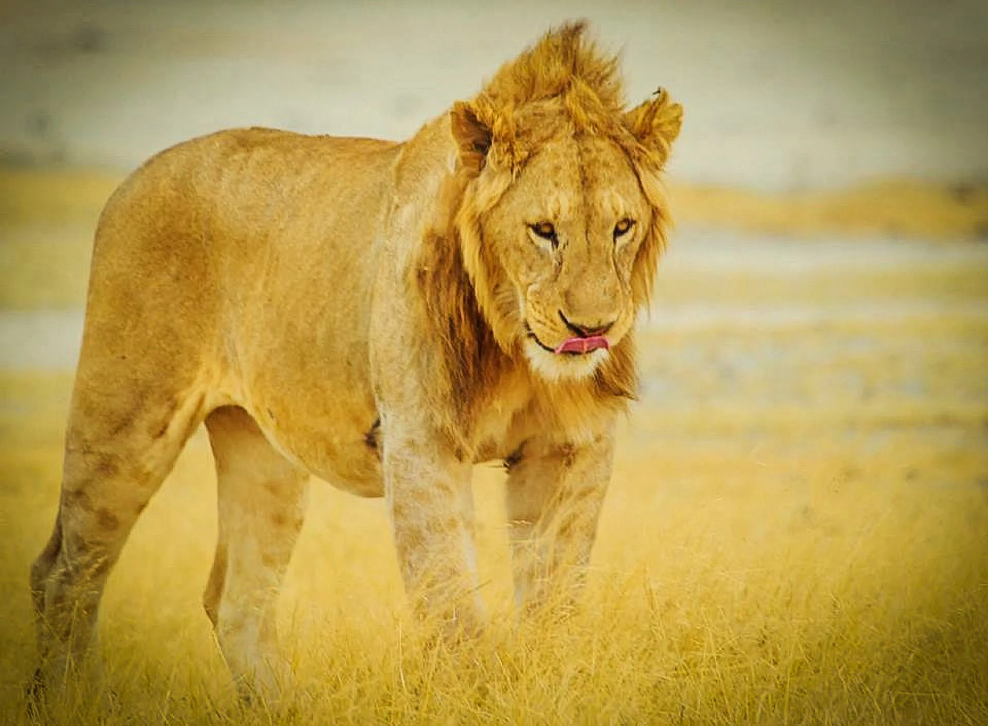 tanzania-lion