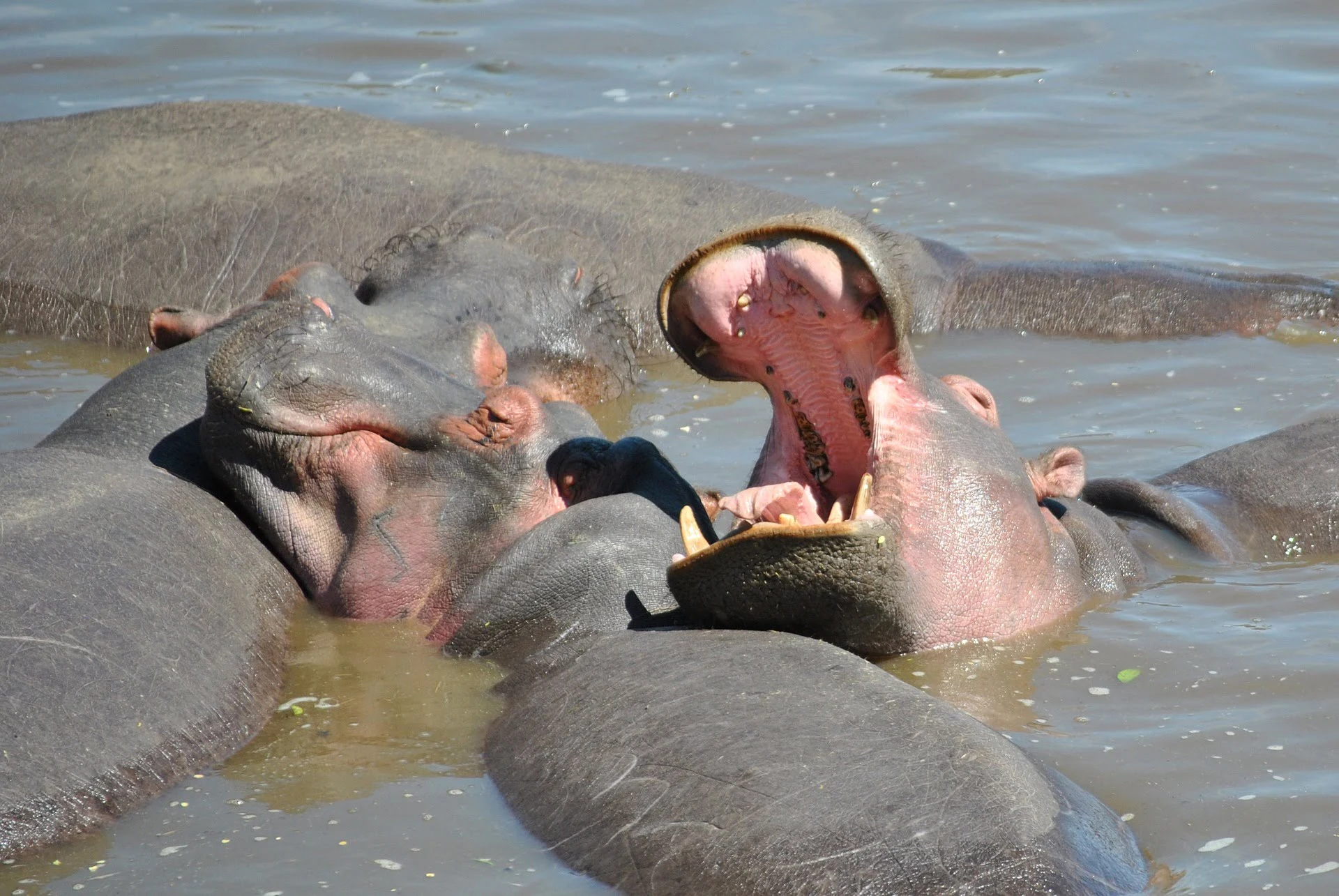 Tanzania National Park Hippo Tanzania National Park Hippo
