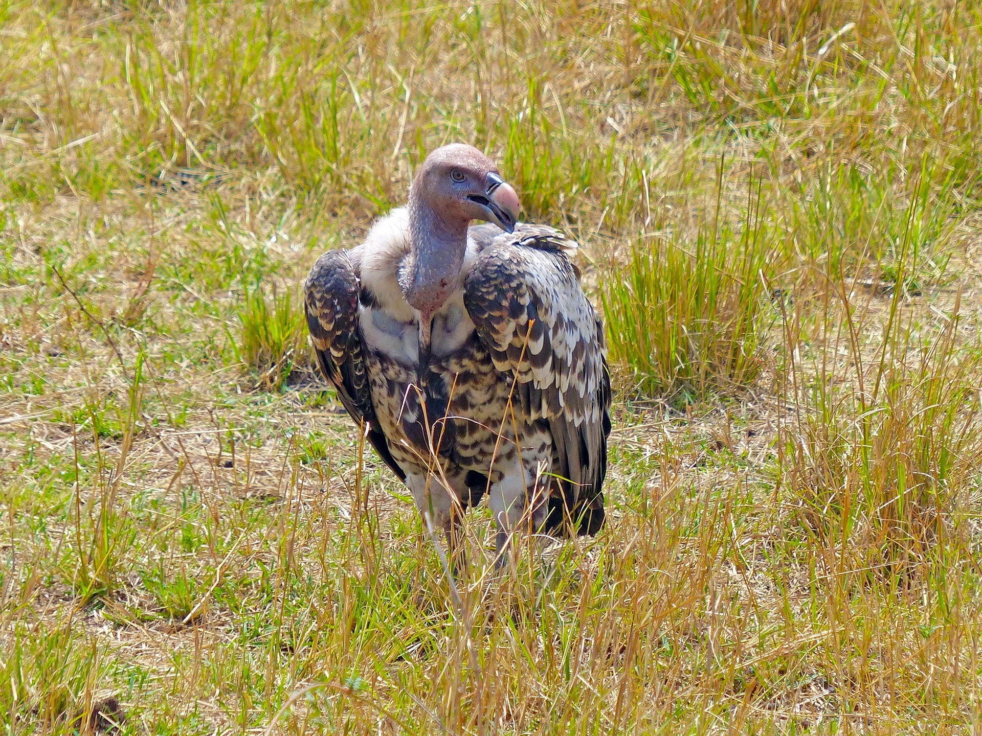Vulture Vulture