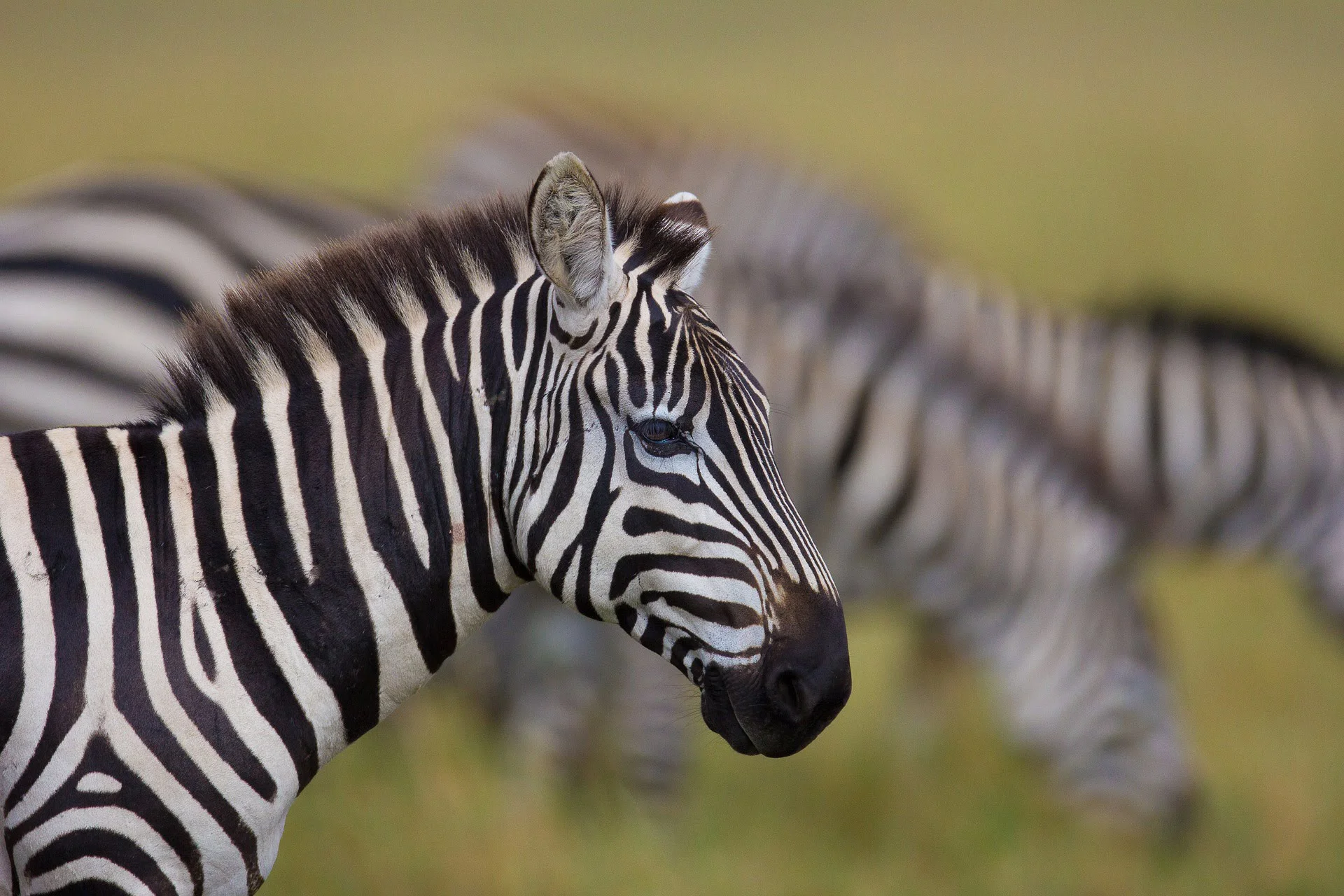 masai mara plains zebra Zebra in masai mara