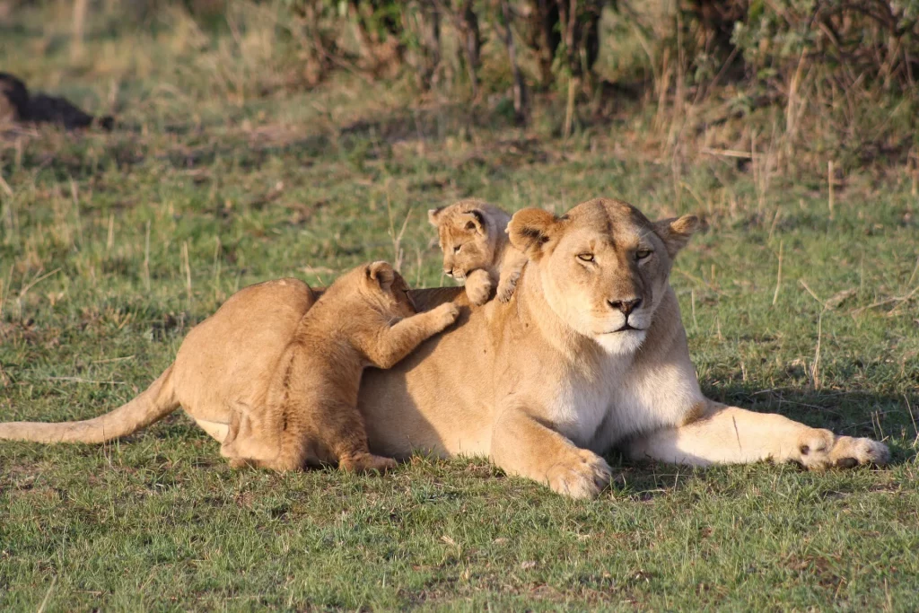 lionesses with her cubs in masai mara