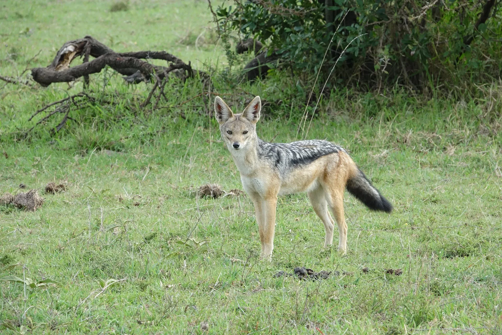 Jackal in Masai Mara