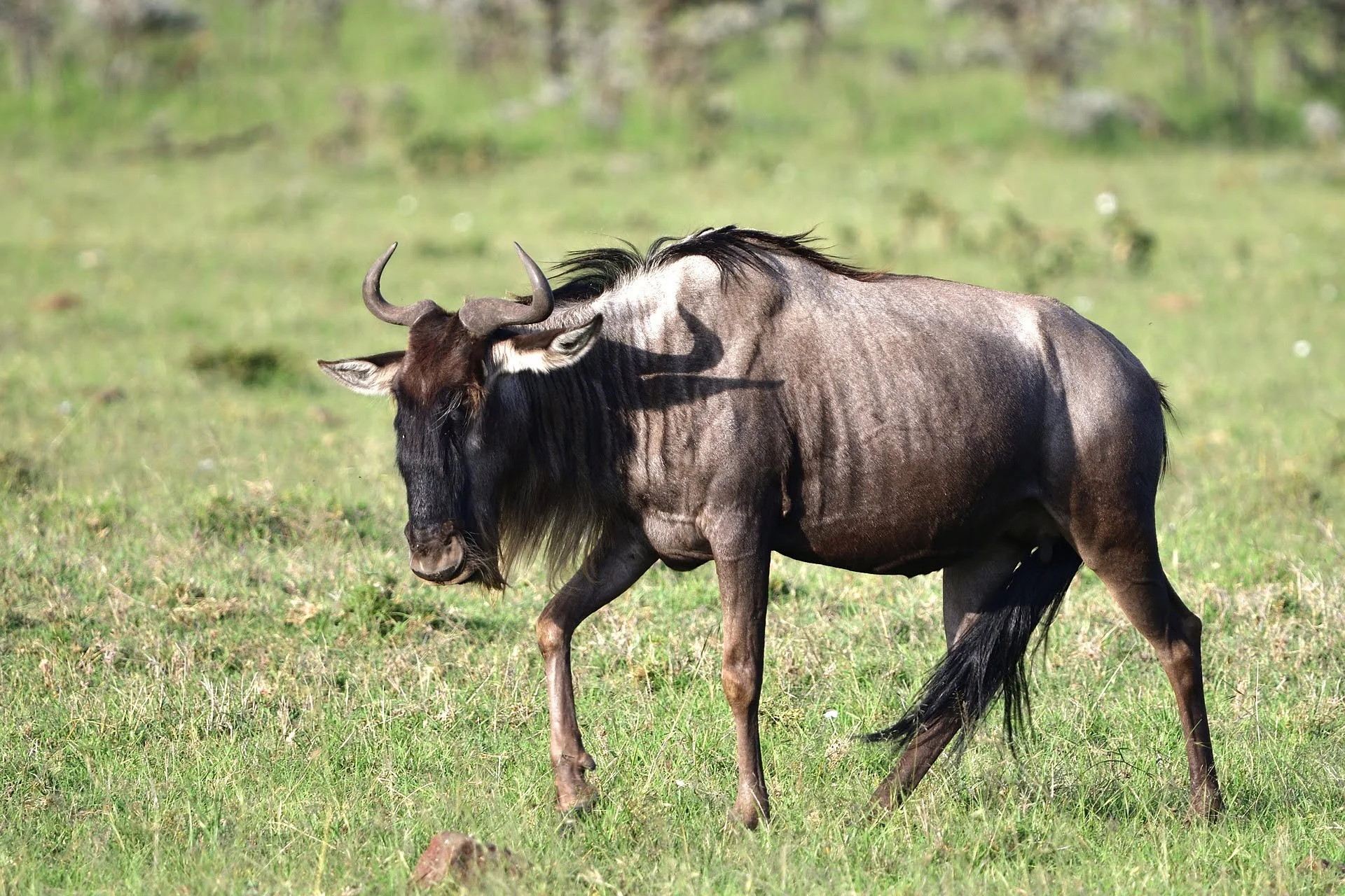 wildebeest in masai mara wildebeest in masai mara