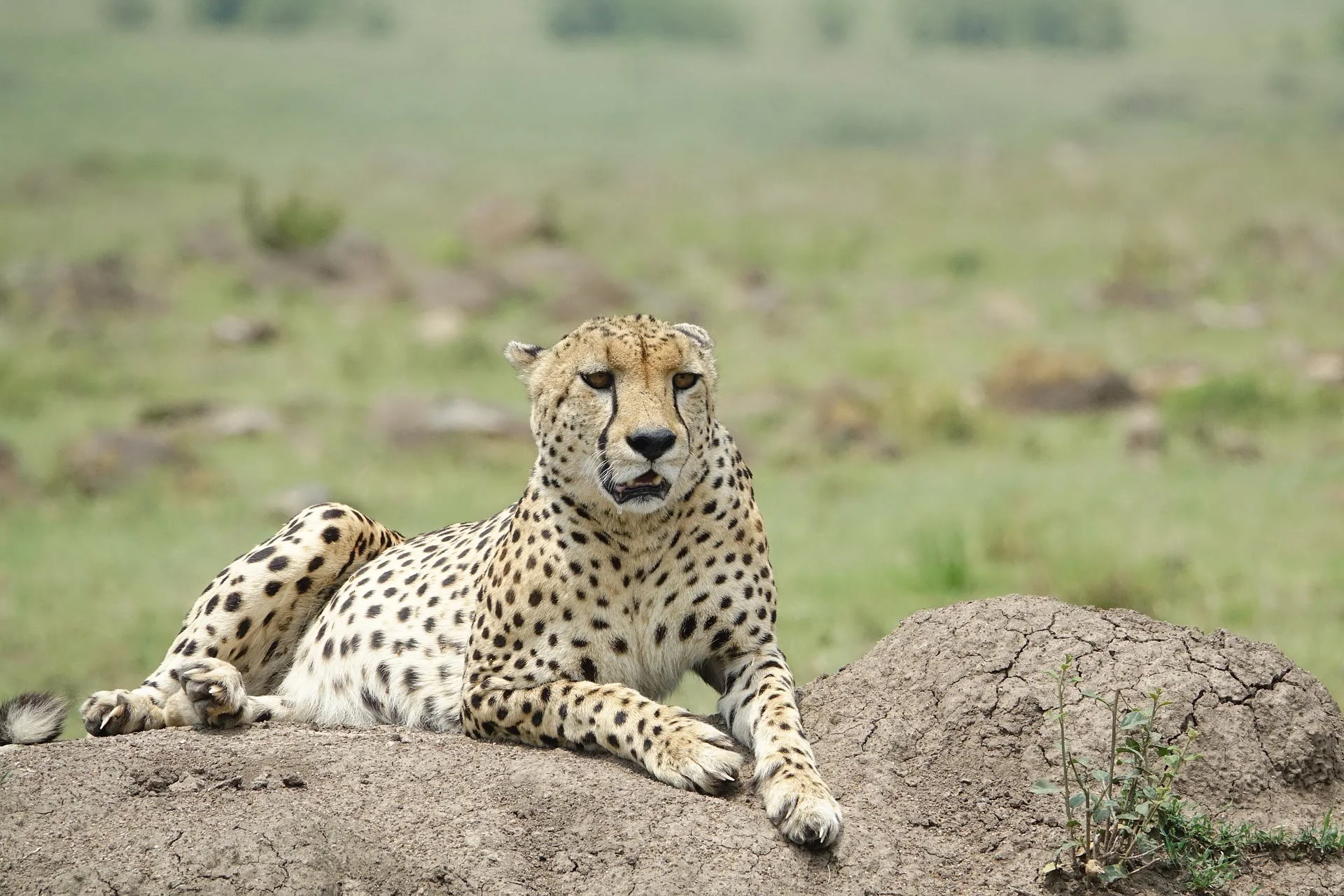 Amboseli Cheetah