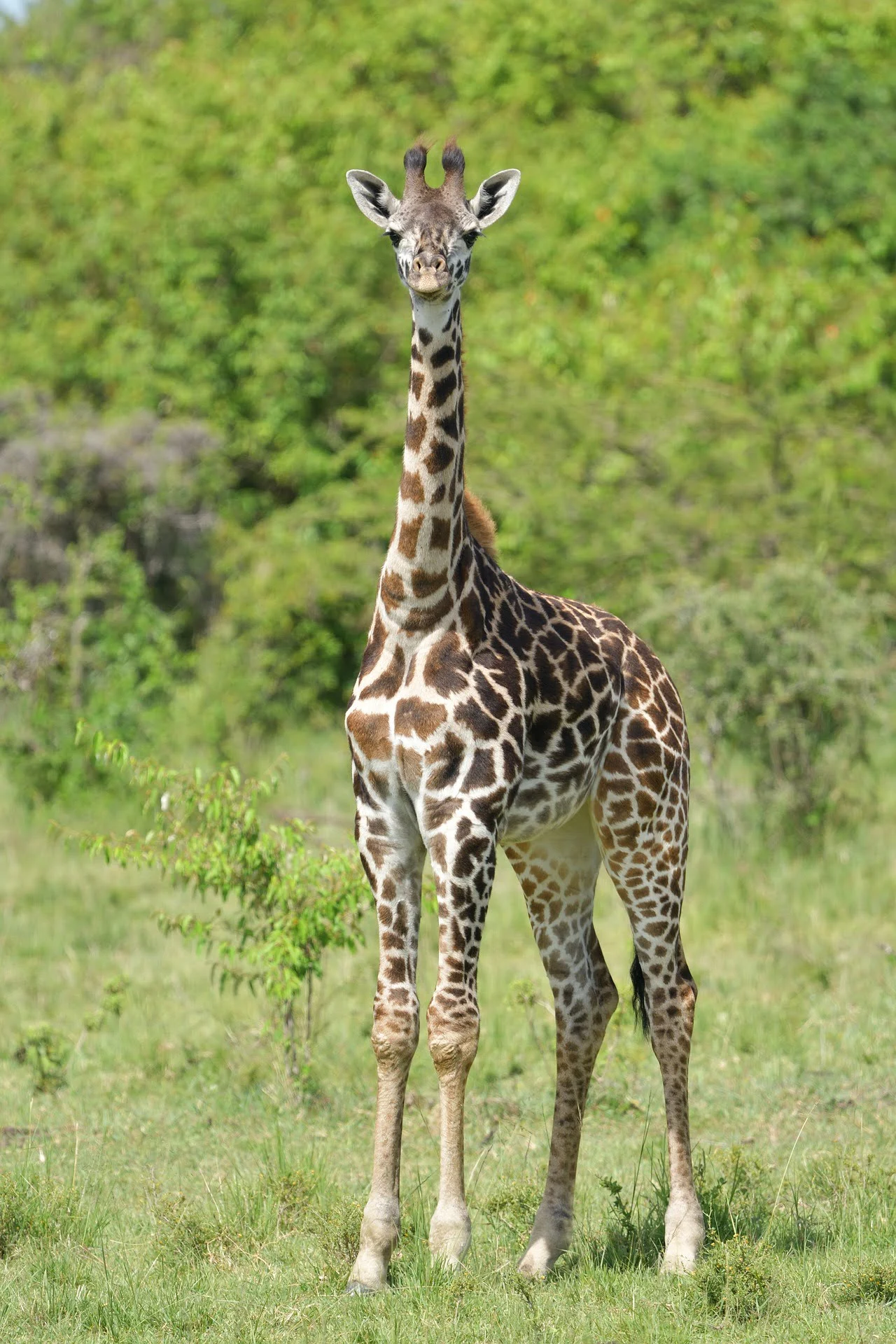 Commo Giraffe in Masai Mara