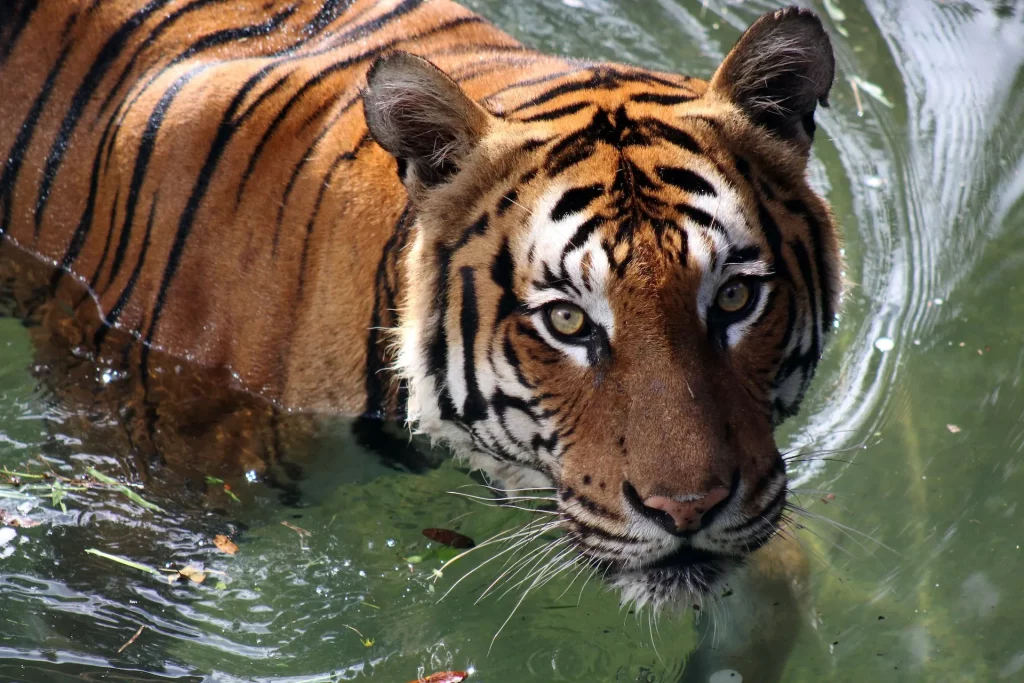 jim corbett tiger