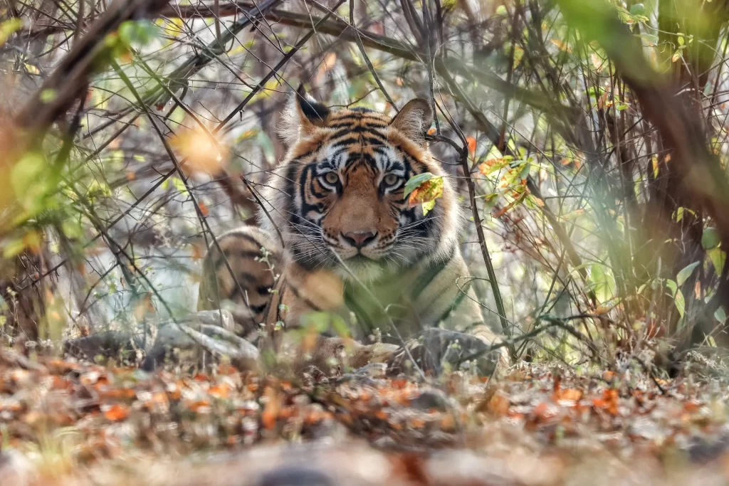 kanha national park