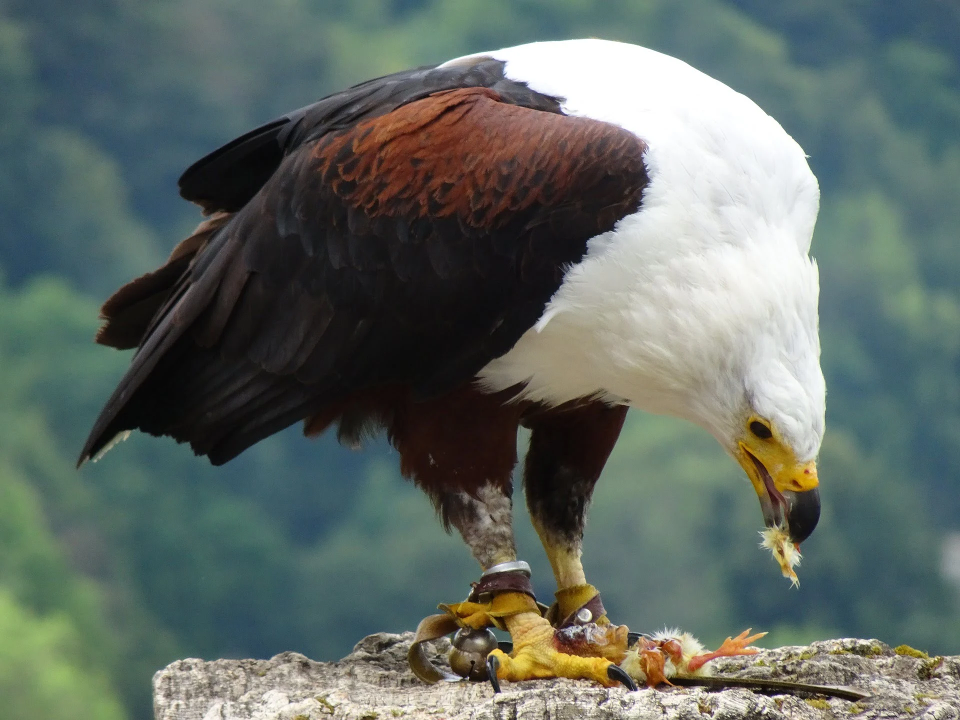 African Fish Eagle