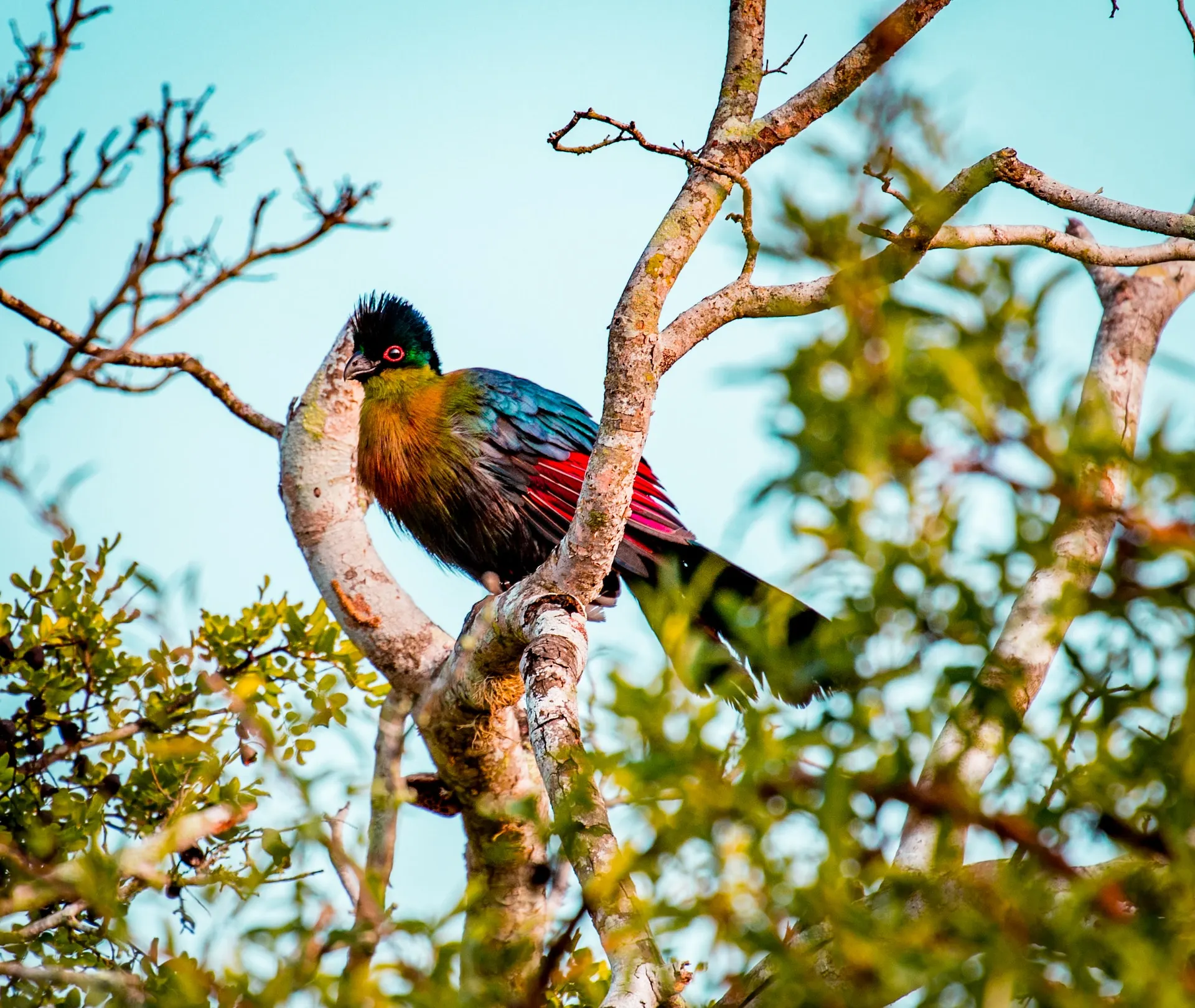 Blue Brown bird