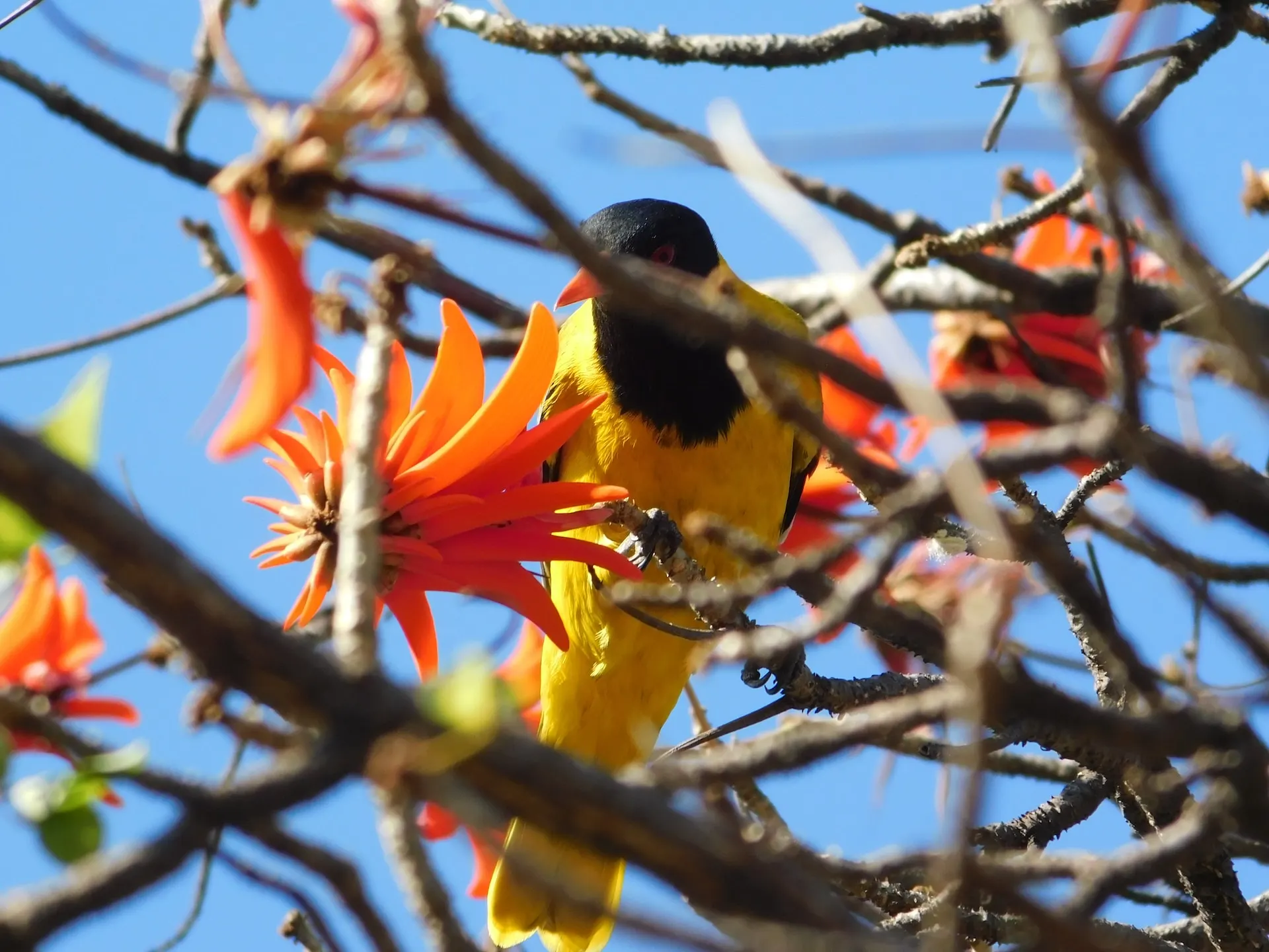 Bird sitting on tree