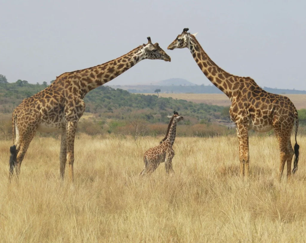 Family of Masai Giraffe in Masai Mara