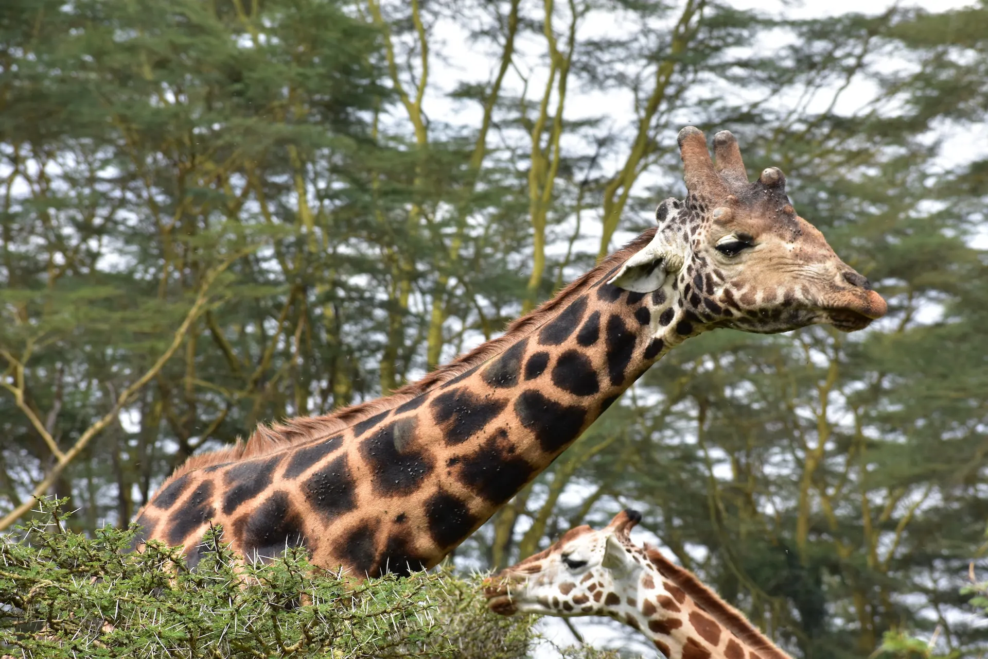 Giraffe in Lake Nakuru