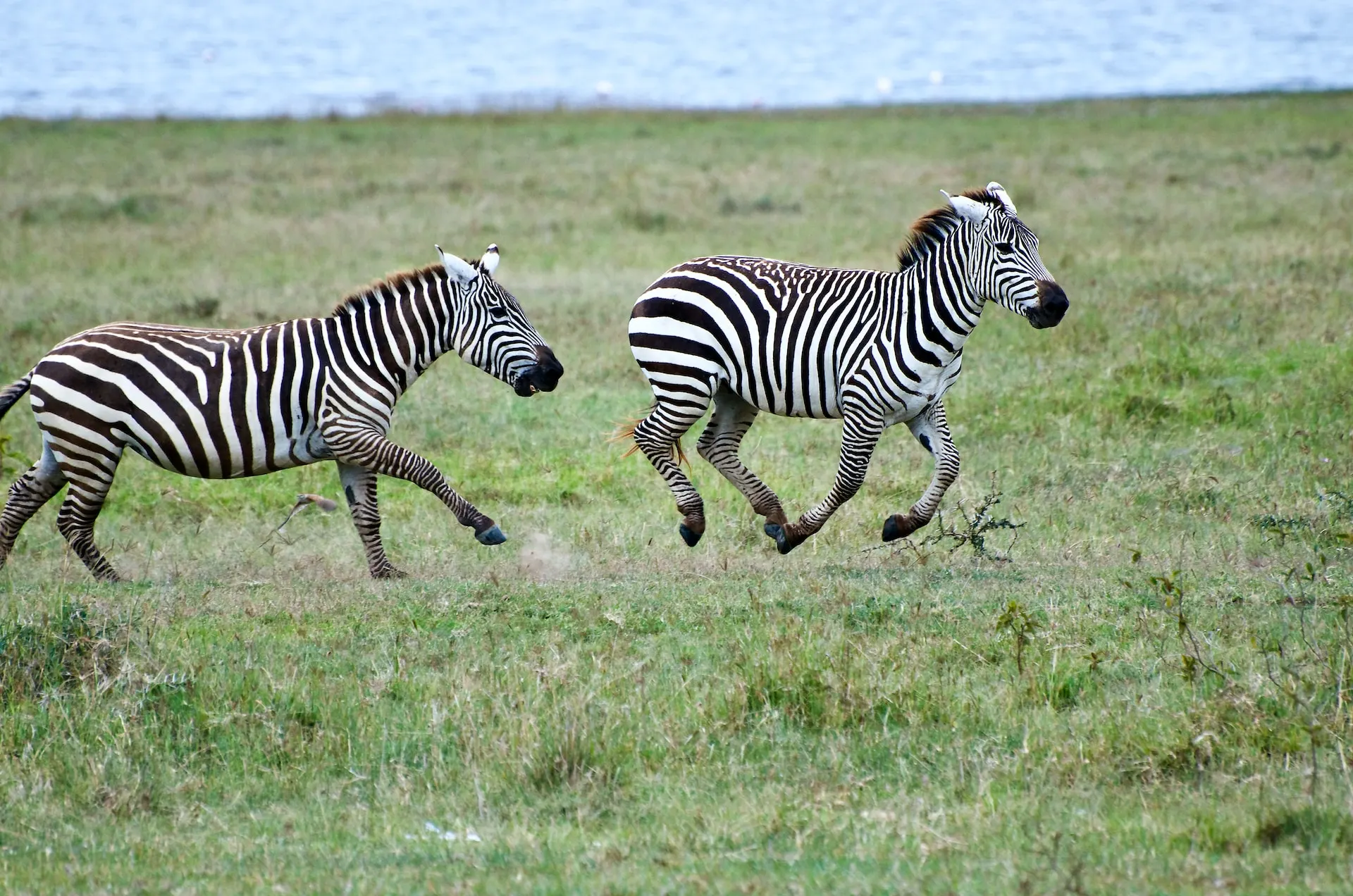 Zebra Running
