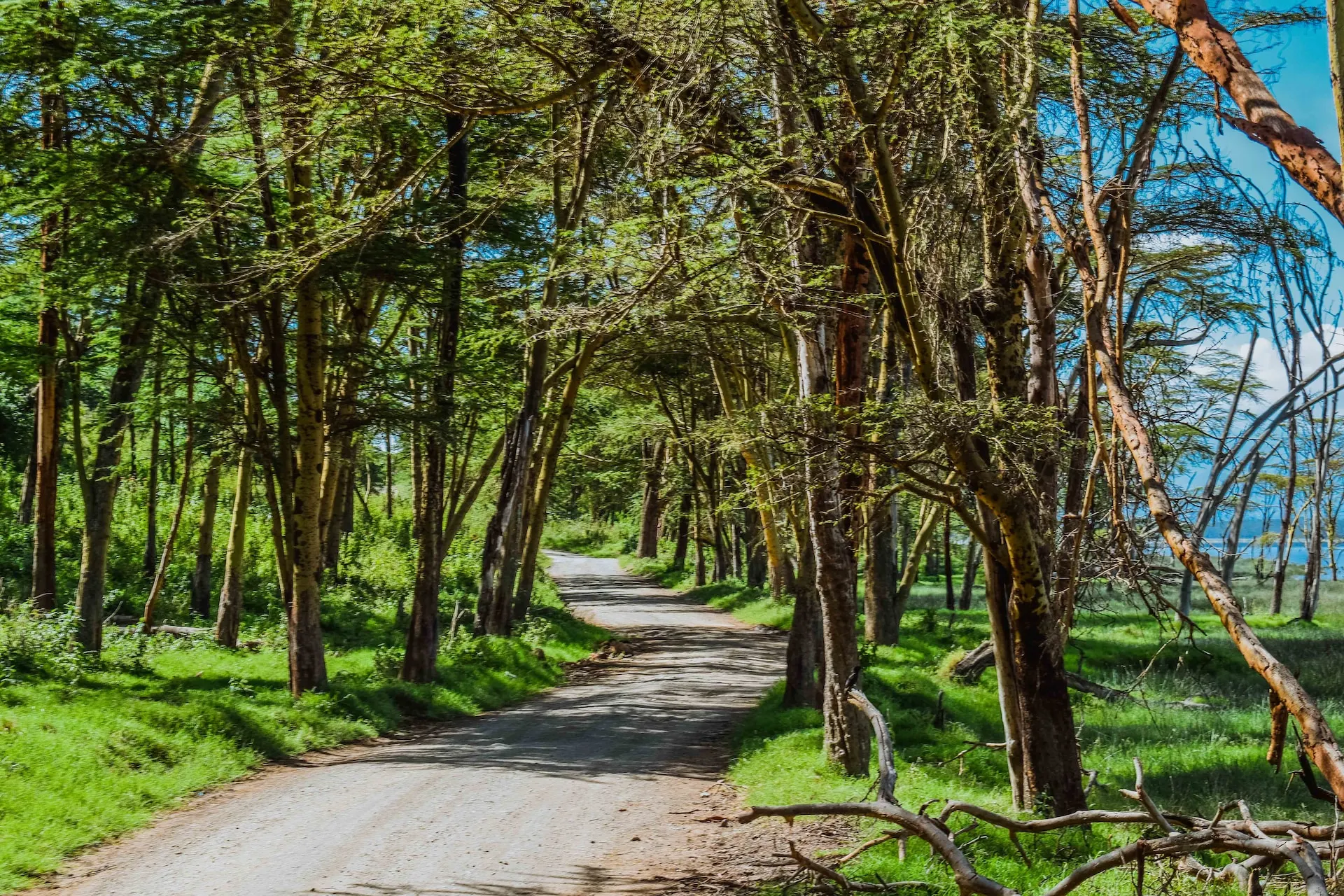 Forest of lake nakuru