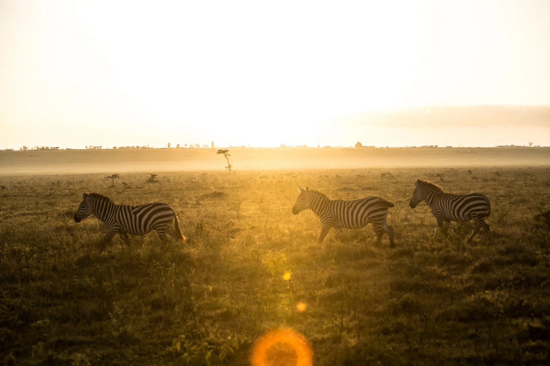 Zebra of Lake Nakuru Park