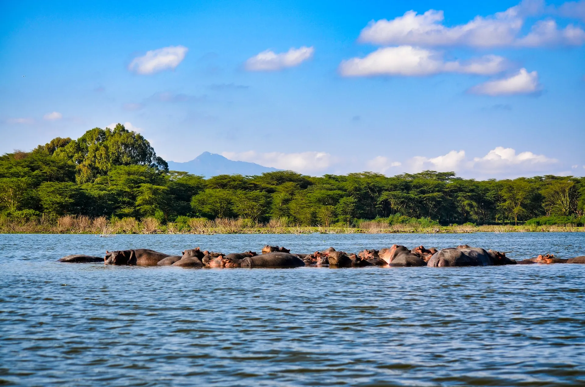 Hippopotamus in Lake Nakuru