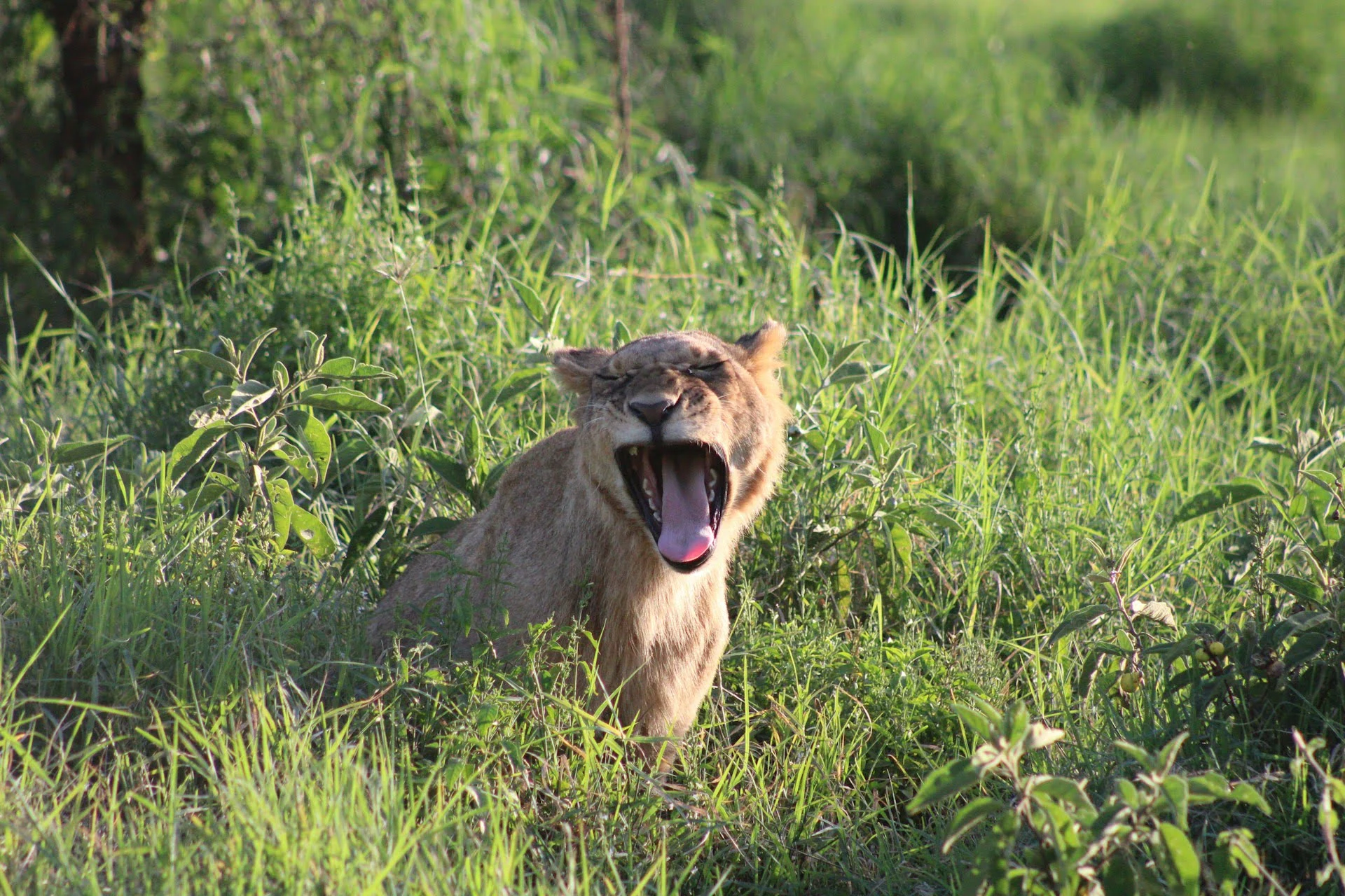 lake Nakuru Mammals