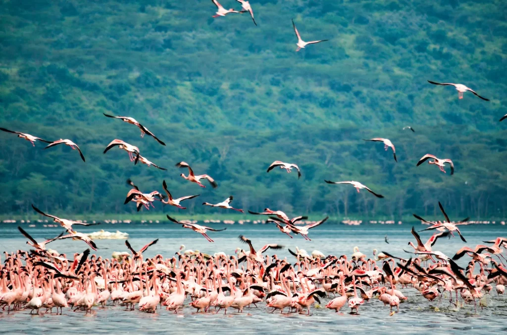 flamboyance in lake nakuru