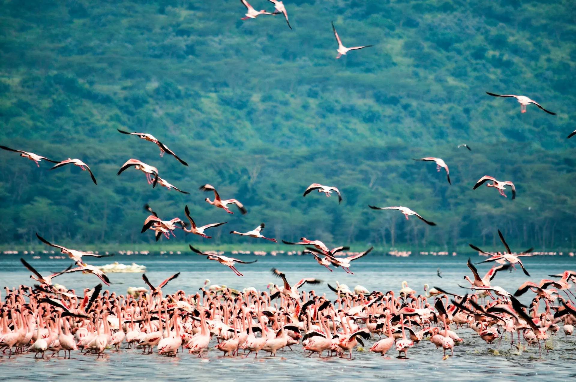 flamboyance in lake nakuru