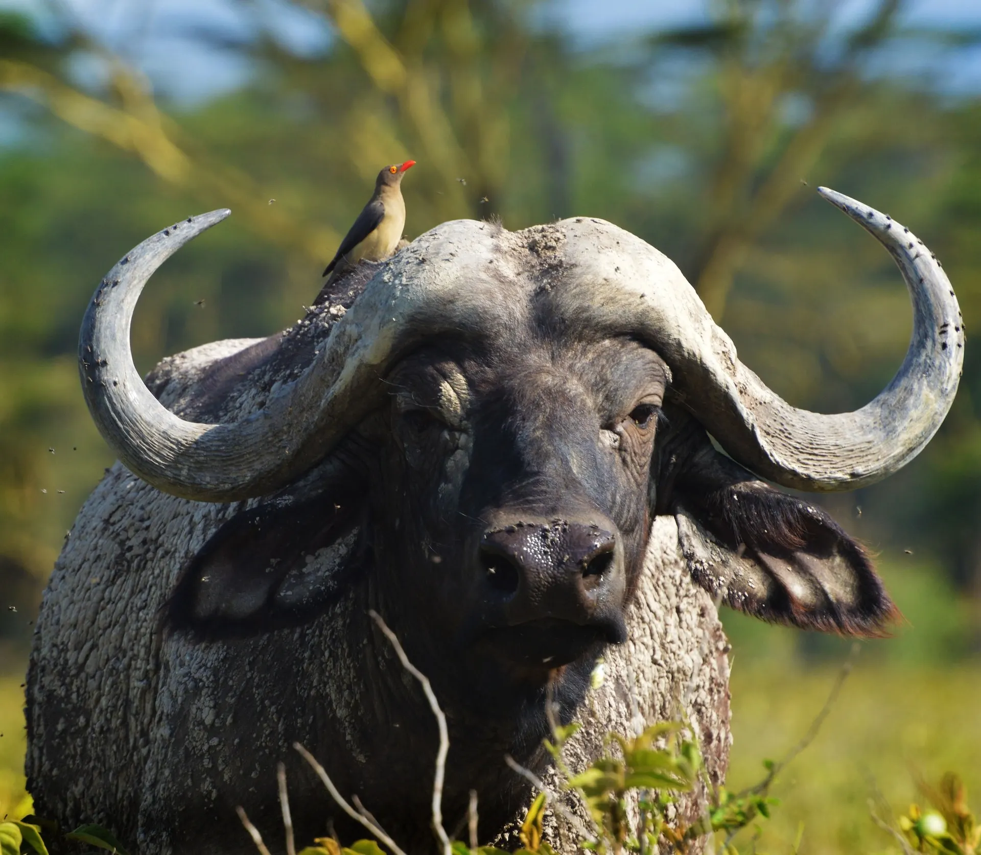 African Cape Buffalo African Cape Buffalo Member of big five