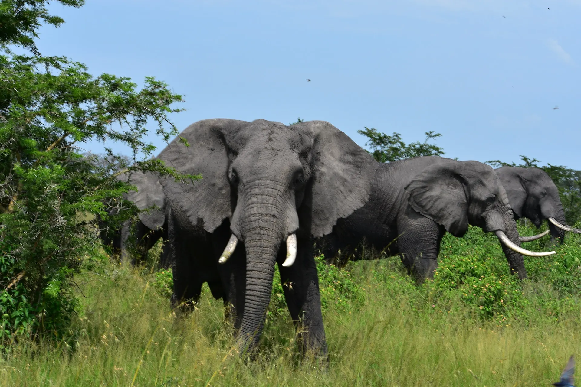 Herd of Elephant Herd of elephant