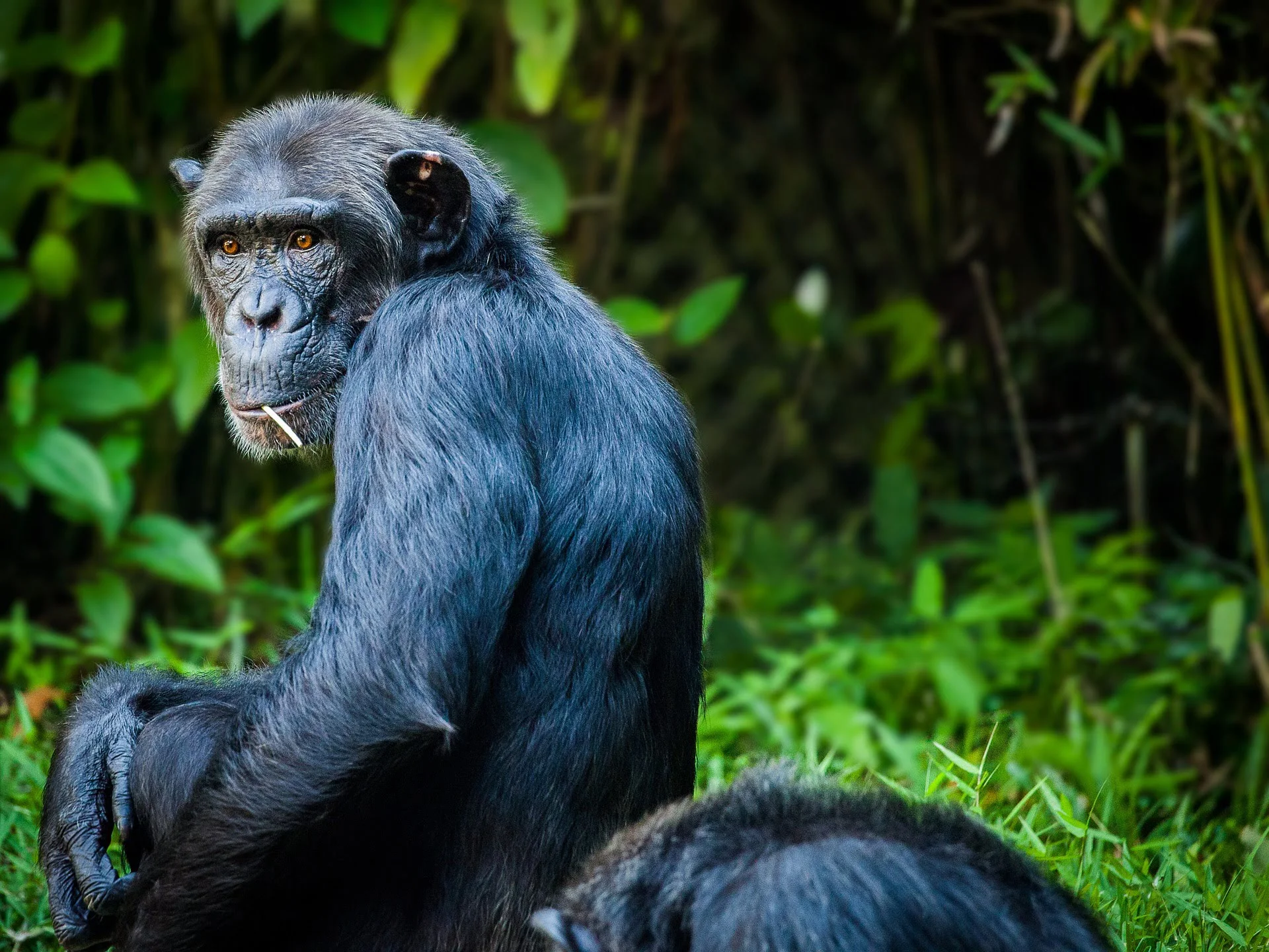 Chimpanzee in rwanda