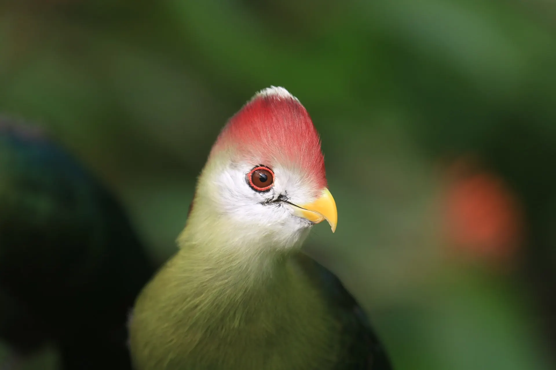 Turaco