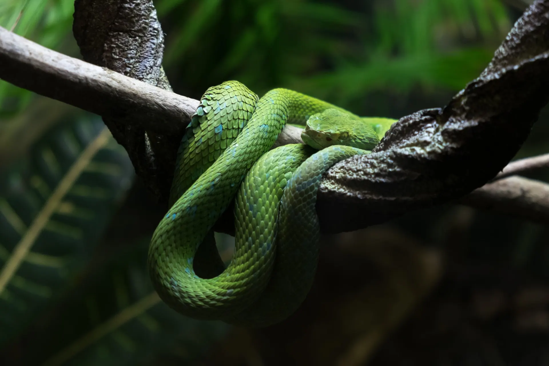 green viper