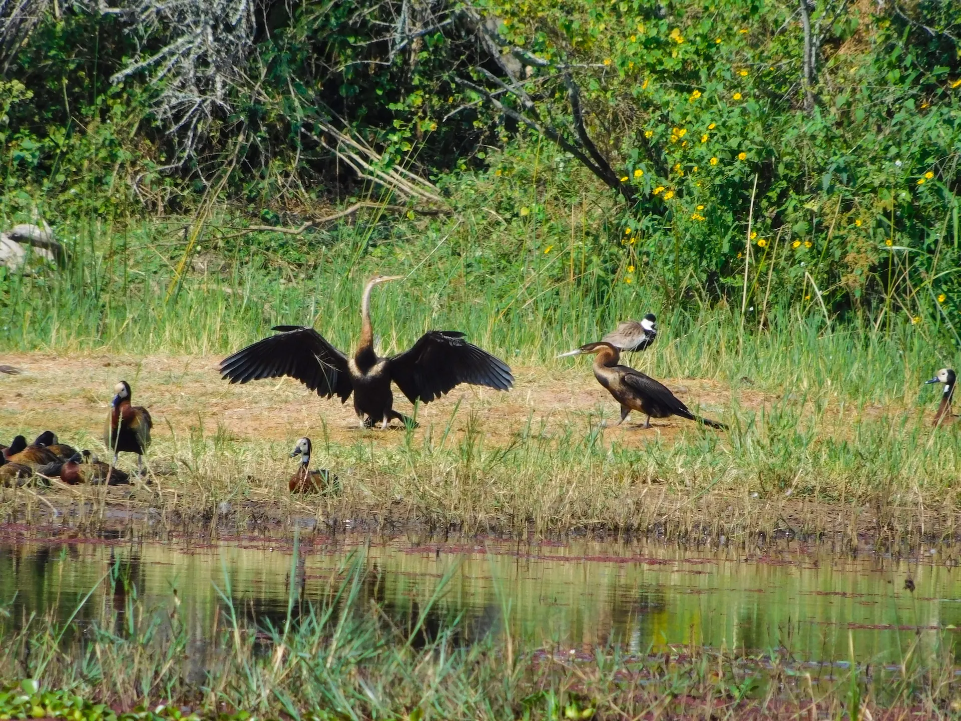 birds playing akegara park