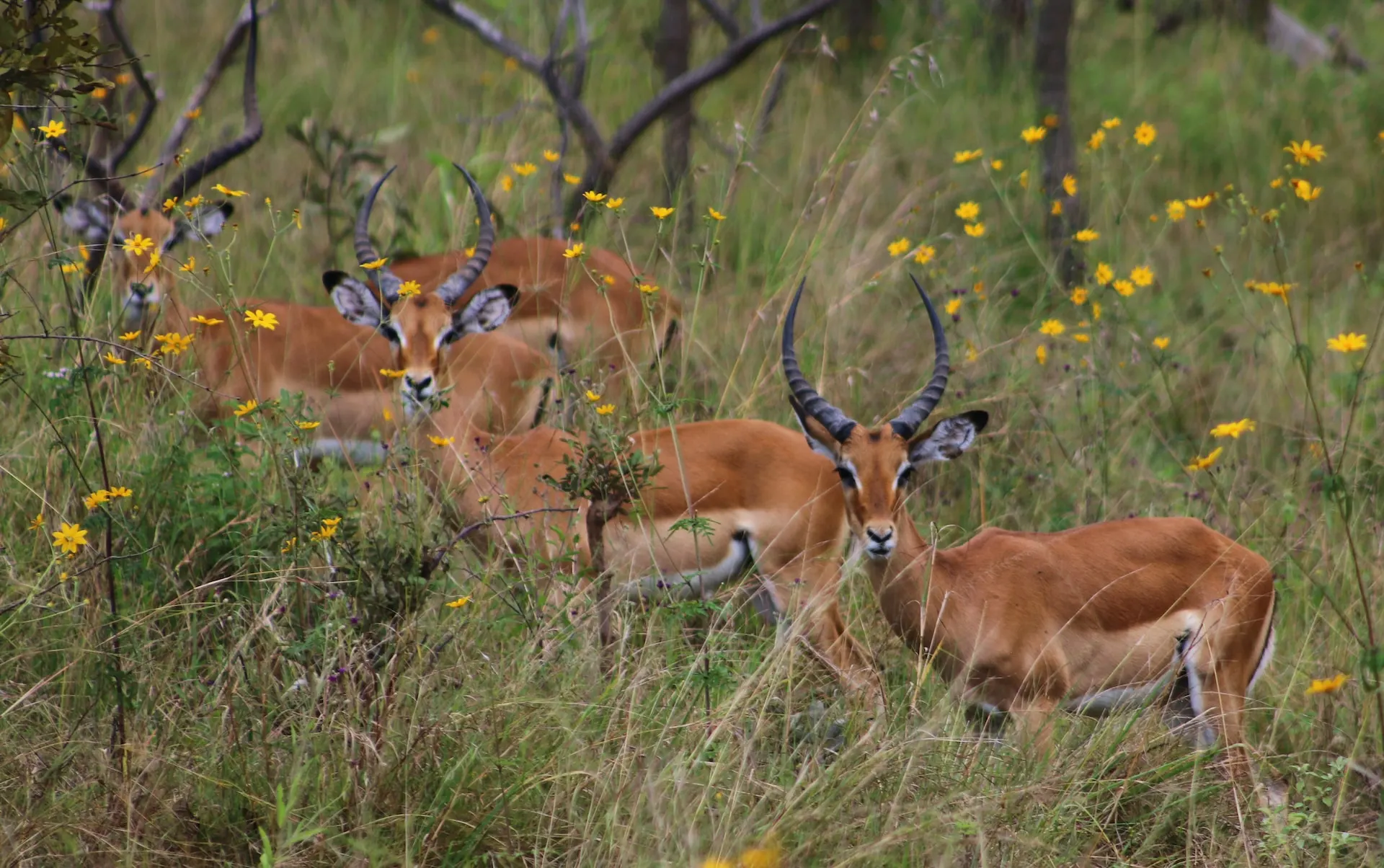 Deer in Rwanda
