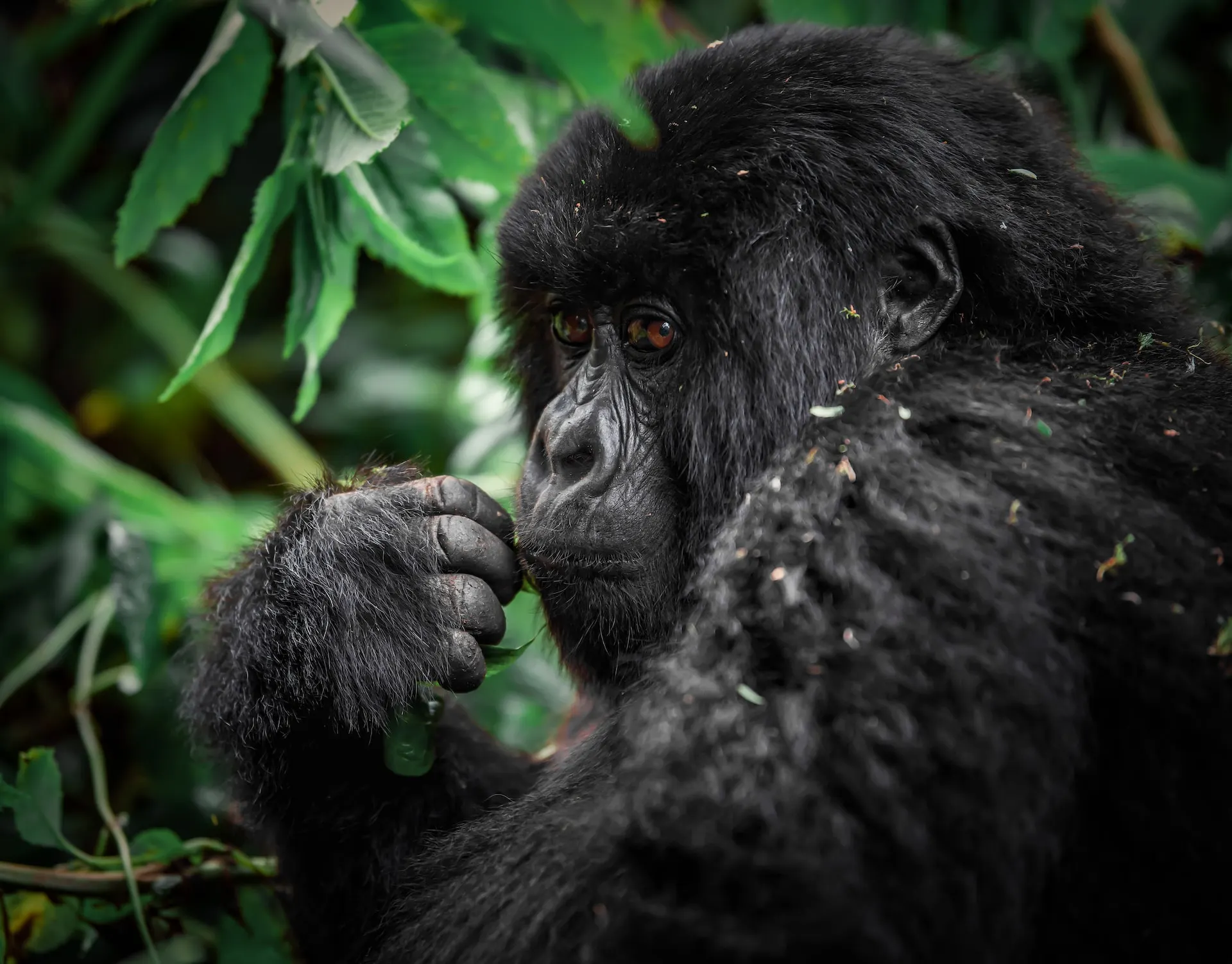 Rwanda volcanoes national park gorilla rwanda volcanoes national park gorilla