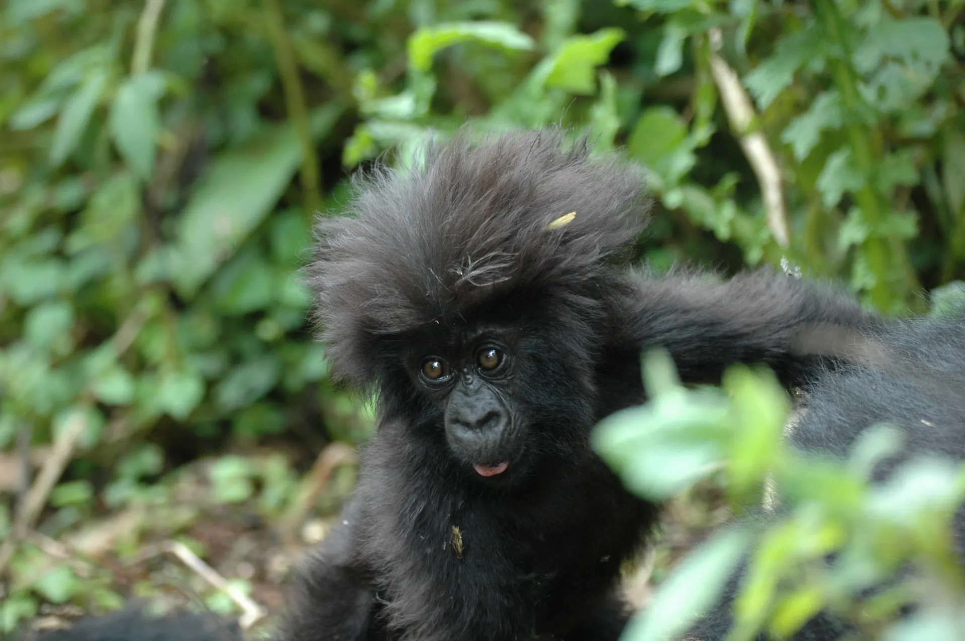Gorilla baby in rwanda