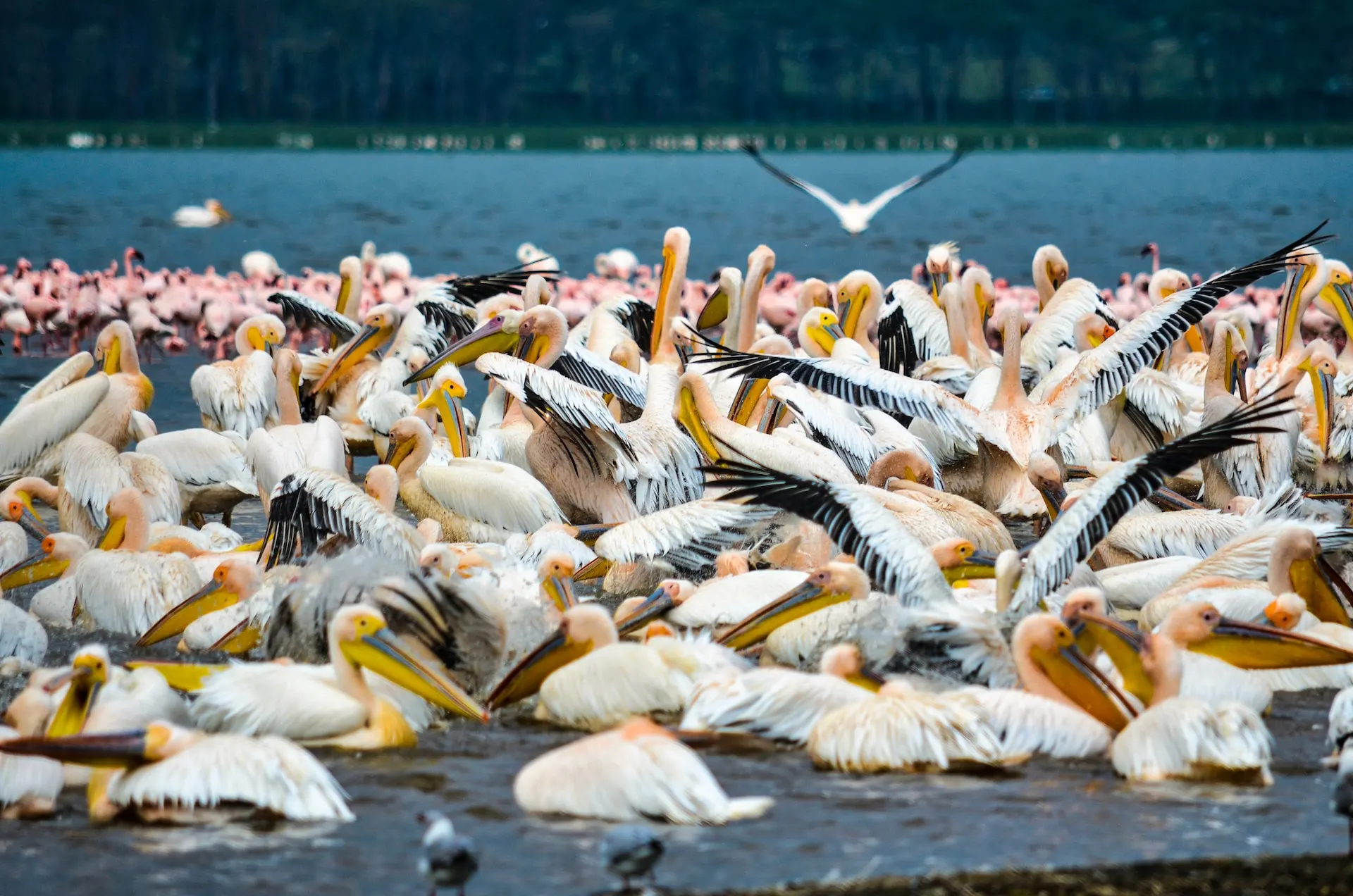 Flock of Flamingo in Lake Nakuru