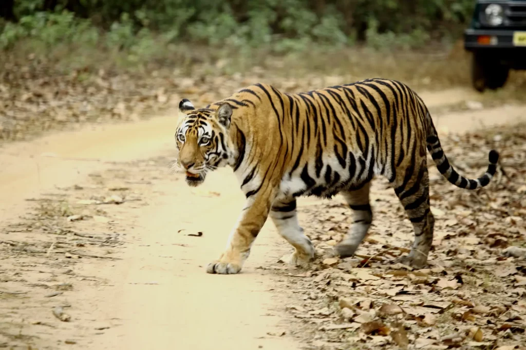 Kanha National Park Tiger kanha national park royal bengal tiger