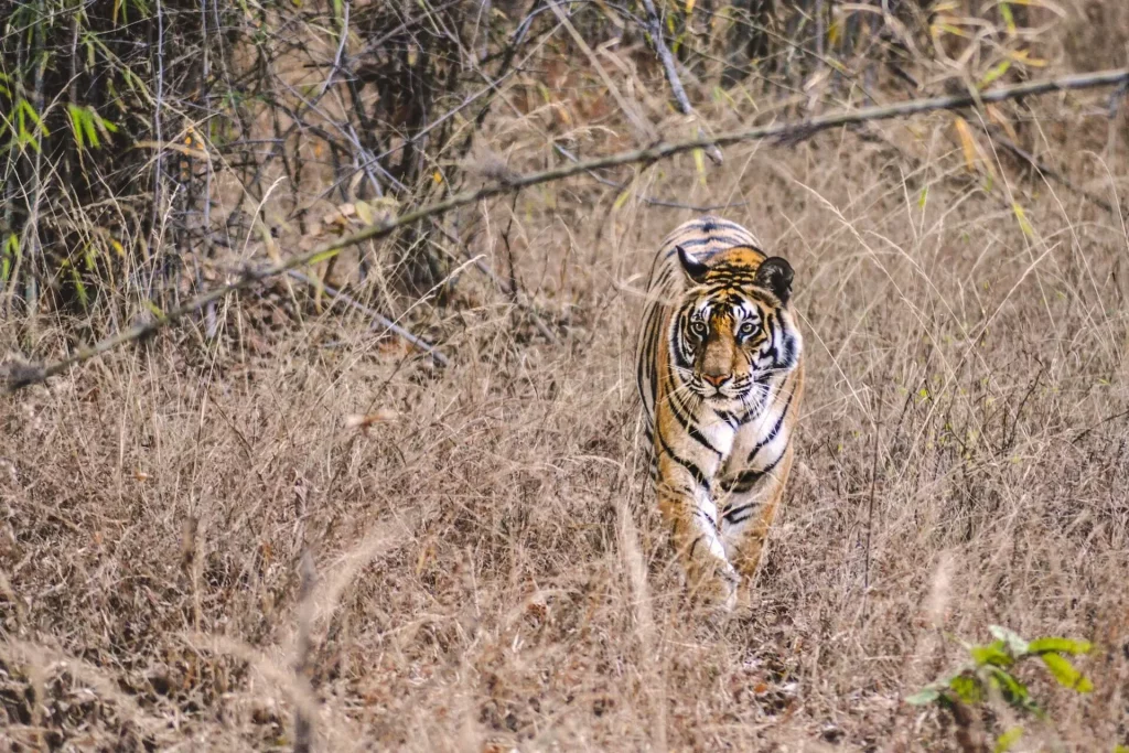 bandhavgarh national park royal bengal tiger