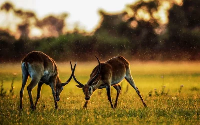 How to plan your Masai Mara safari from Europe