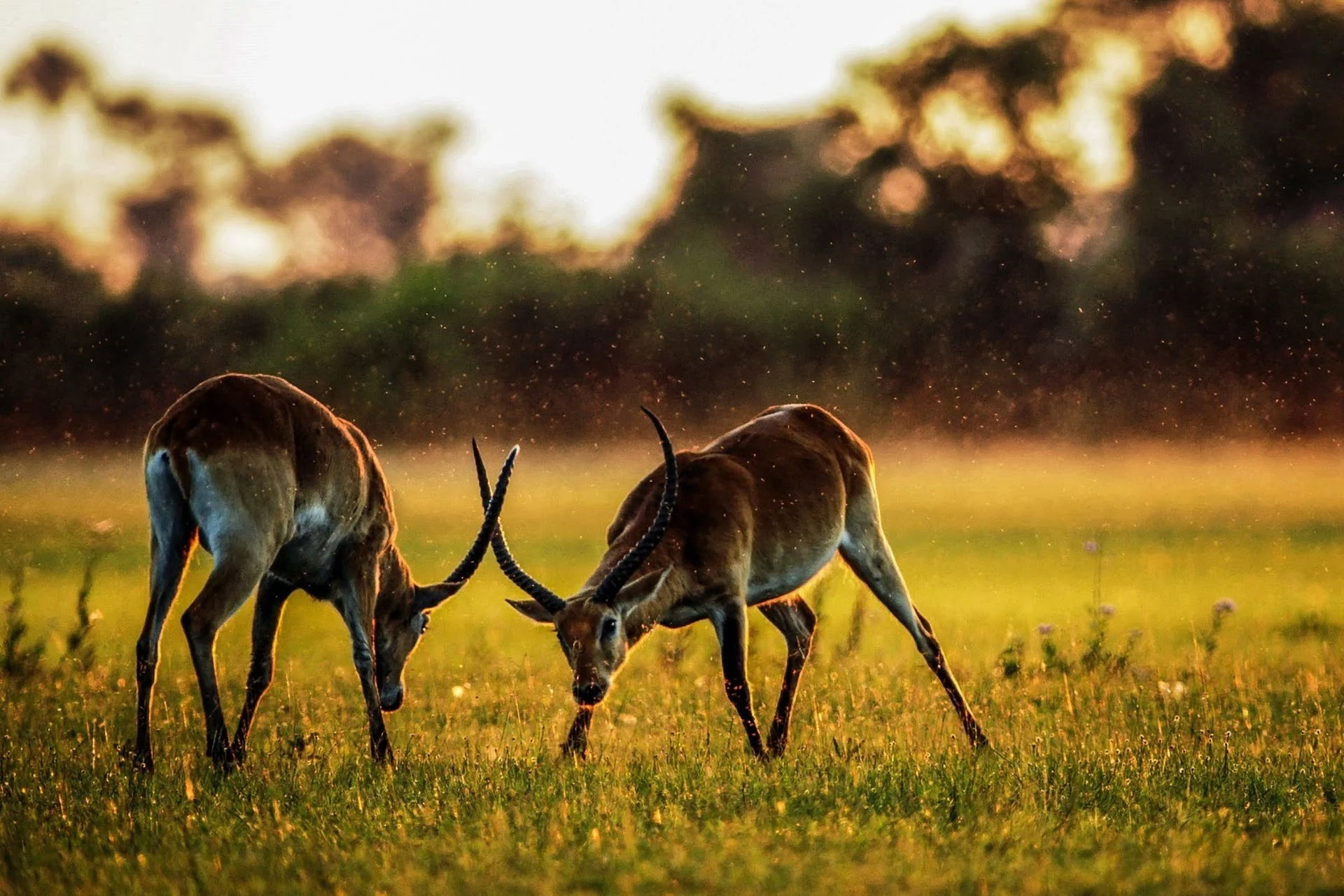 safari-from-europe-to-masai-mara
