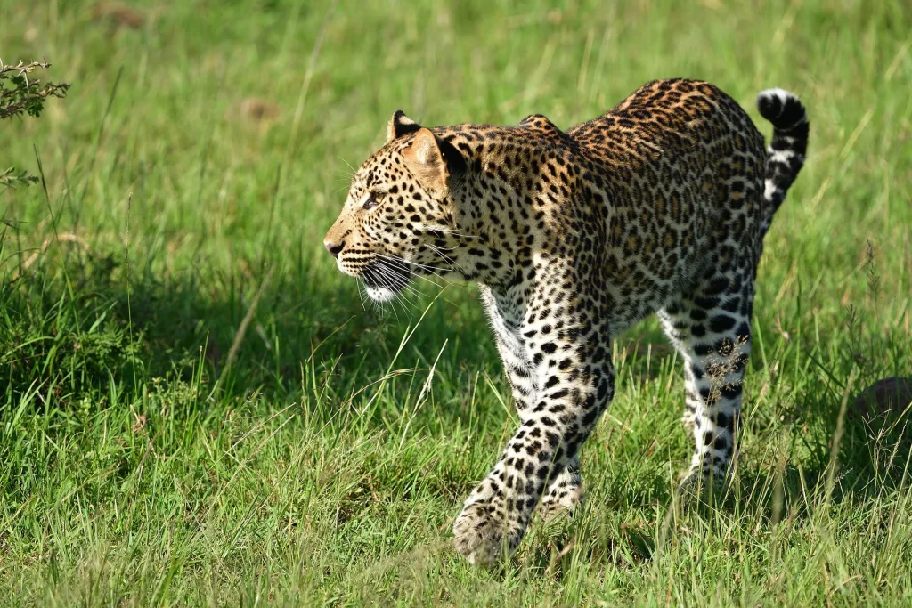 leopard-plan-safari-from-usa-to-masai-mara