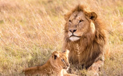 Your UK Guide to Masai Mara Safari